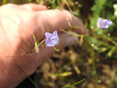 Wahlenbergia stricta