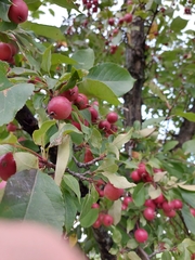 Malus baccata