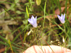 Wahlenbergia stricta