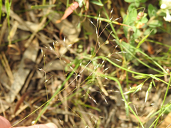 Wahlenbergia stricta