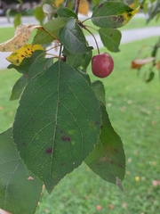 Malus baccata