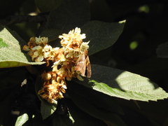 Aguna asander asander