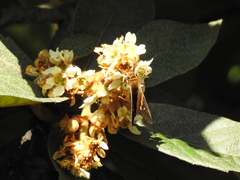 Aguna asander asander