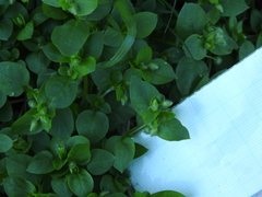 Stellaria media