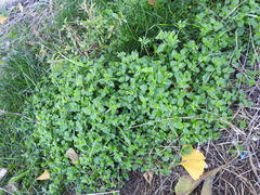 Stellaria media