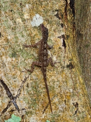 Anolis stratulus