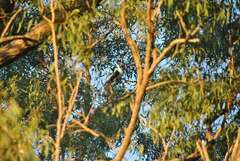 Columba leucomela