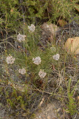 Serruria ascendens