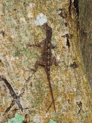 Anolis stratulus