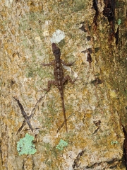 Anolis stratulus