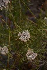 Serruria ascendens