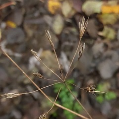 Chaerophyllum hirsutum