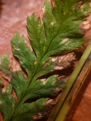 Dryopteris dilatata