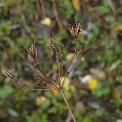 Chaerophyllum hirsutum