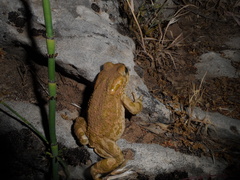 Bufotes viridis sitibundus