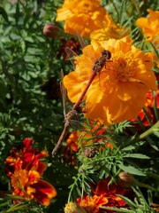Sympetrum striolatum