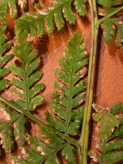Dryopteris dilatata
