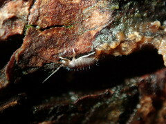 Tomocerinae