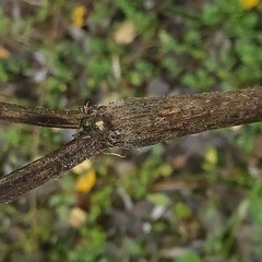 Chaerophyllum hirsutum