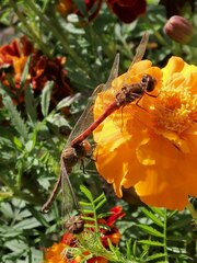 Sympetrum striolatum