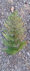 Dryopteris dilatata