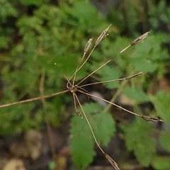 Chaerophyllum hirsutum