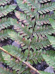 Dryopteris dilatata