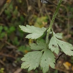 Chaerophyllum hirsutum