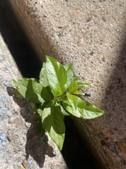 Trachelospermum asiaticum