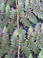 Dryopteris dilatata