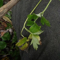 Chaerophyllum hirsutum