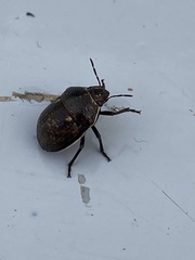 Orsilochides guttata