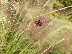 Phidippus apacheanus
