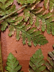 Dryopteris dilatata