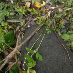 Chaerophyllum hirsutum