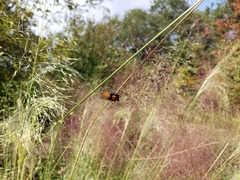 Phidippus apacheanus