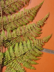 Dryopteris dilatata