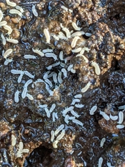 Onychiurinae