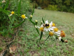 Palpada pusilla