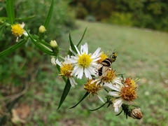 Palpada pusilla