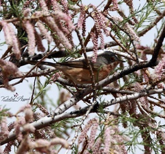 Curruca iberiae