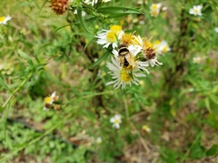 Palpada pusilla