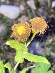 Pulicaria dysenterica