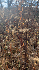 Elymus canadensis