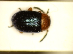 Gastrophysa polygoni