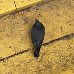 Columba livia domestica