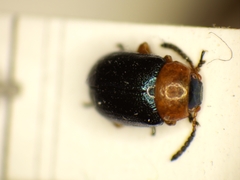 Gastrophysa polygoni