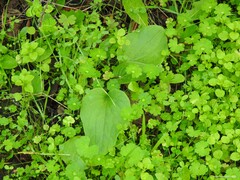 Doronicum plantagineum