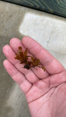 Sargassum sinclairii