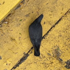 Columba livia domestica